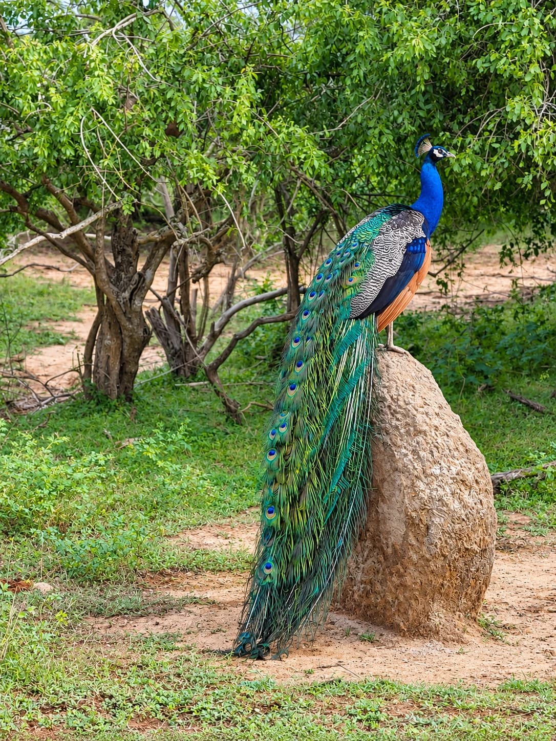 Bird Watching - Bundala