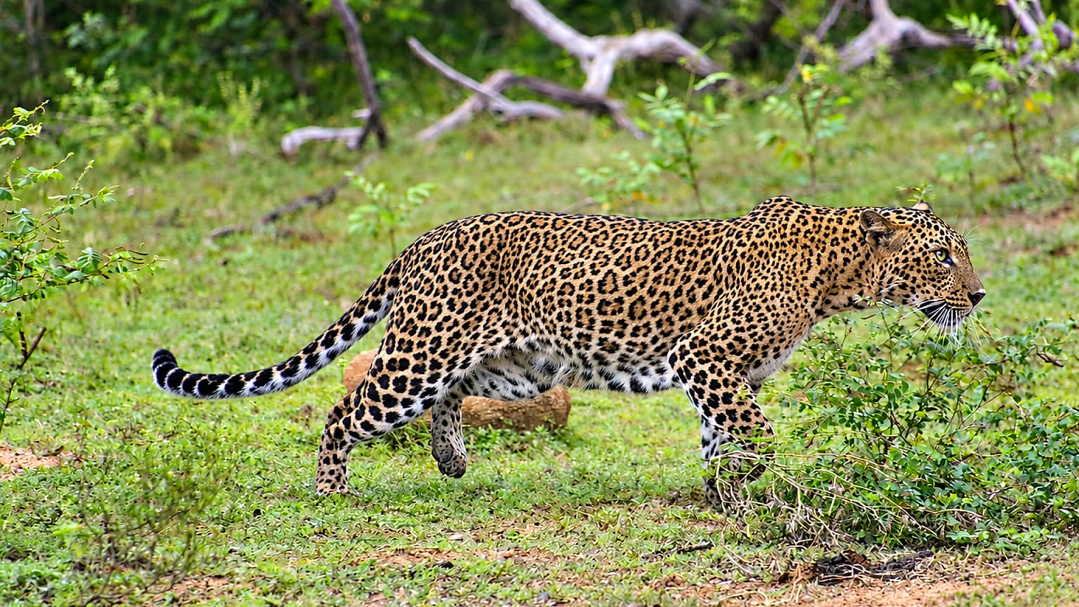 Discover Leopards in Yala National Park